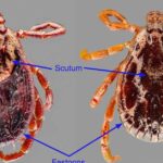 Pictures of Dog Tick