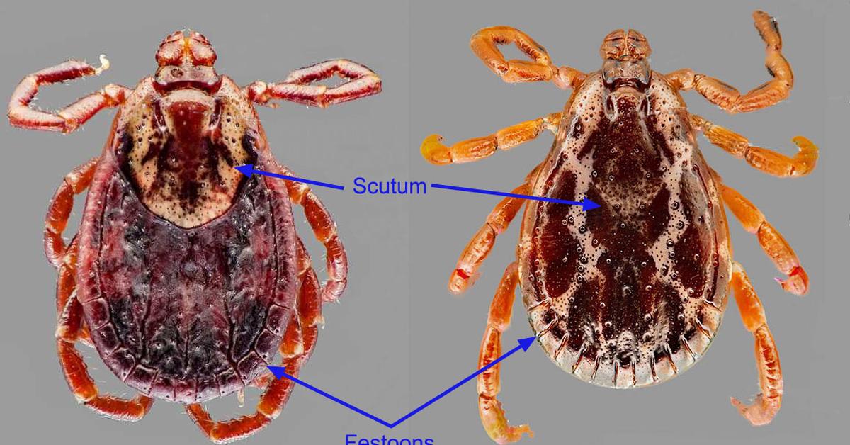 Pictures of Dog Tick