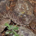 Pictures of Mojave Rattlesnake