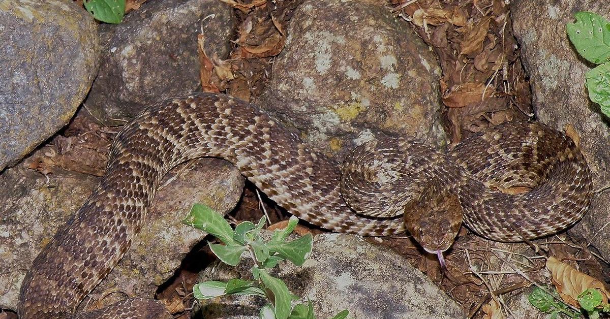 Pictures of Mojave Rattlesnake