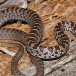 Pictures of Southern Black Racer