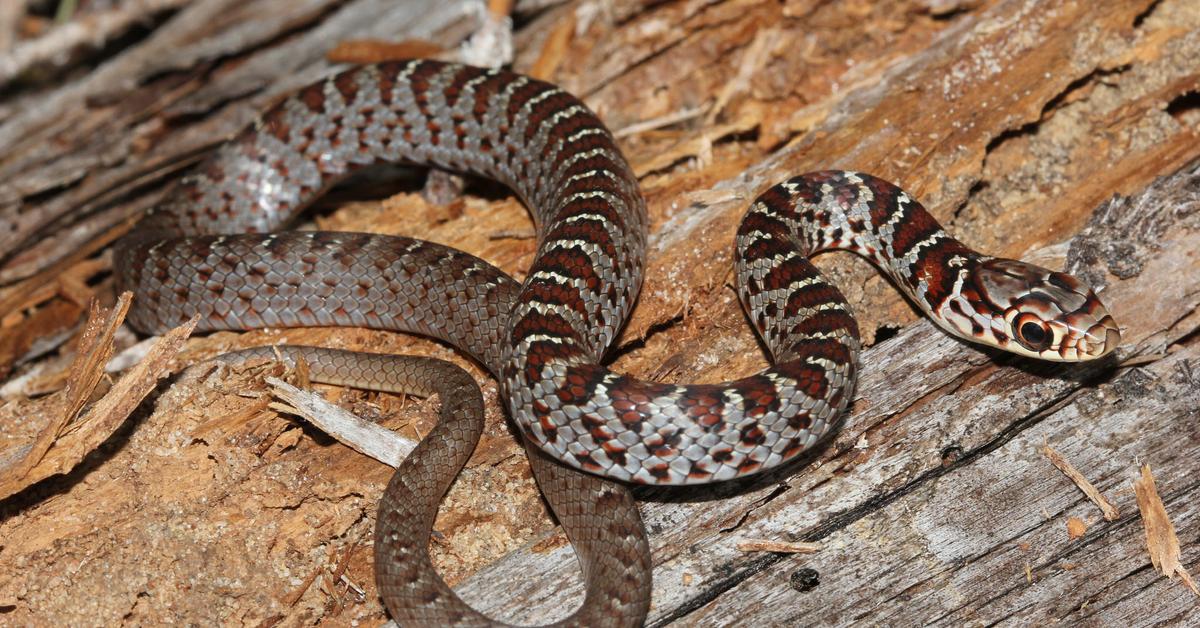 Pictures of Southern Black Racer