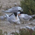 Pictures of Elegant Tern