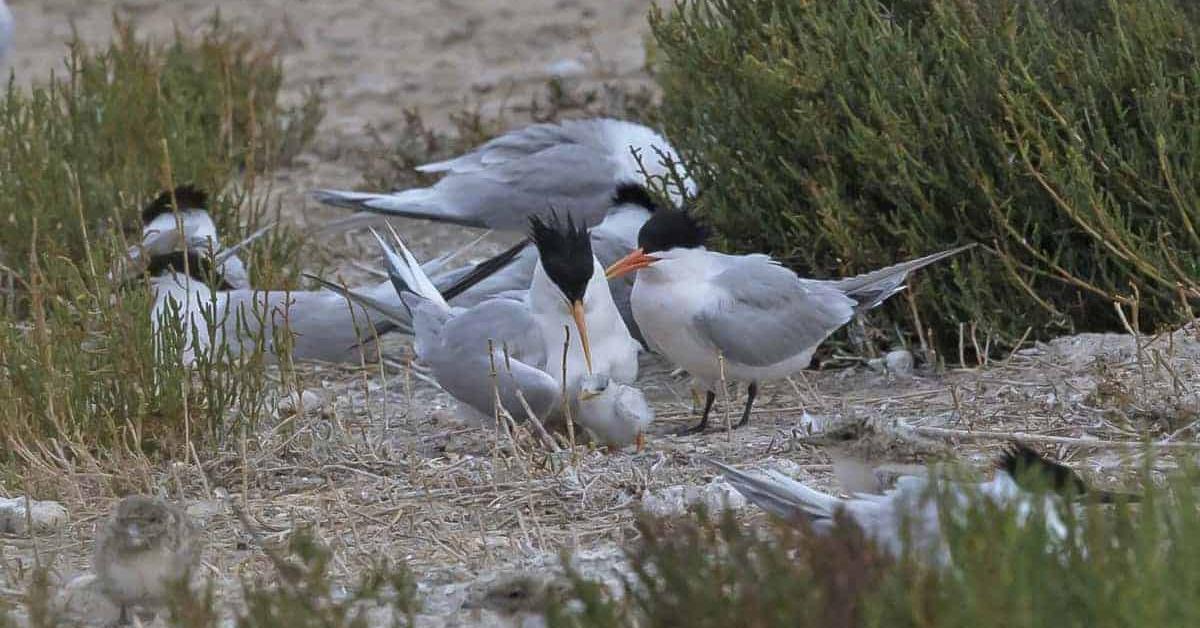 Pictures of Elegant Tern