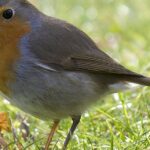 Pictures of European Robin