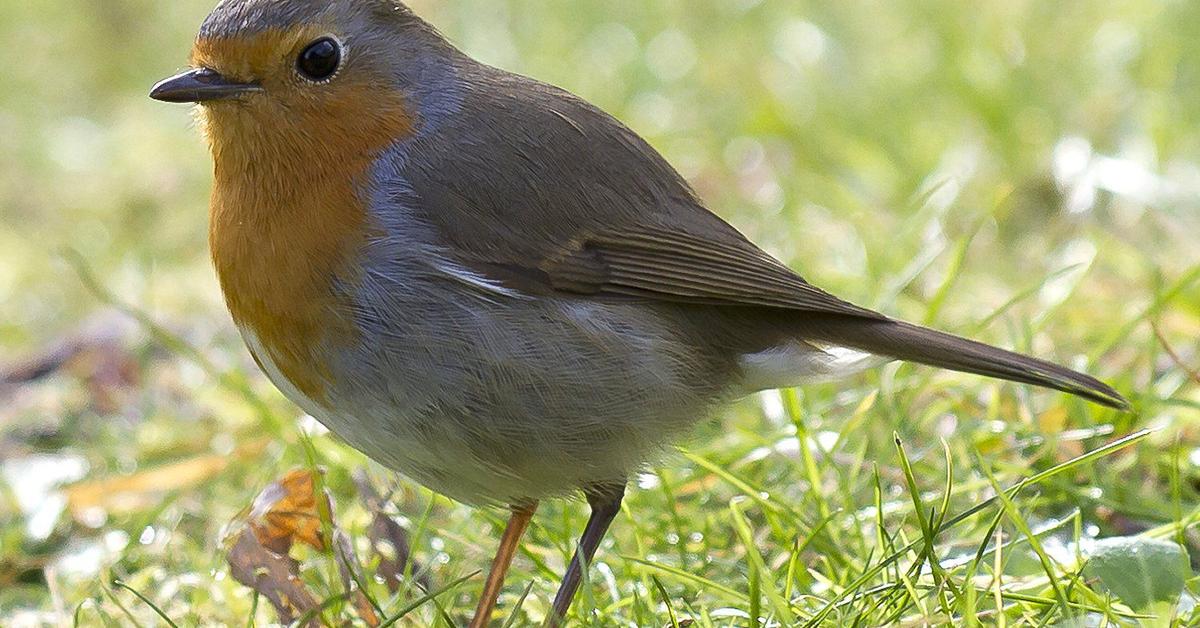 Pictures of European Robin