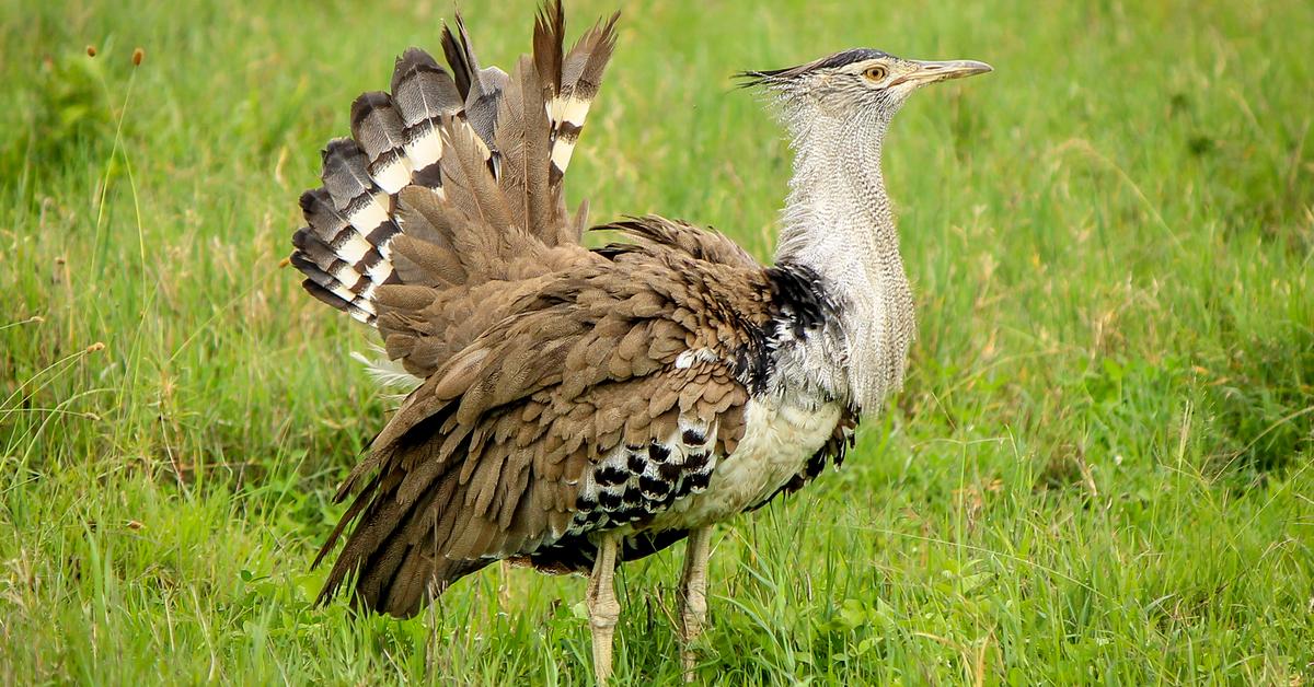 Pictures of Kori Bustard