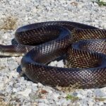 Pictures of Western Rat Snake