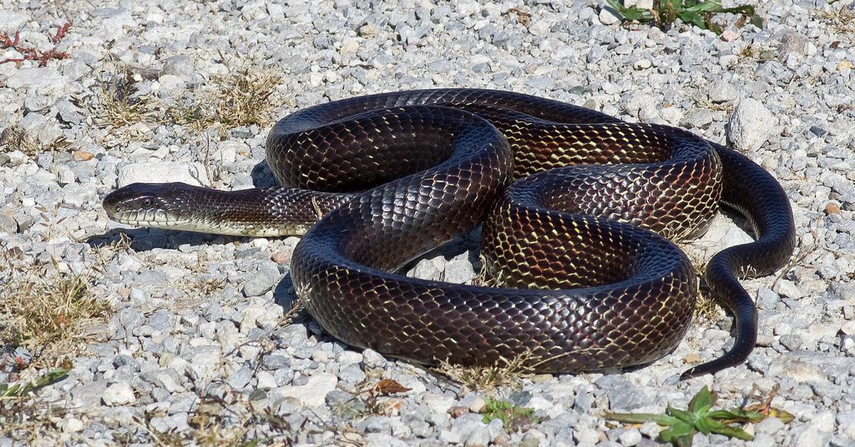 Pictures of Western Rat Snake