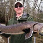 Pictures of Lake Sturgeon