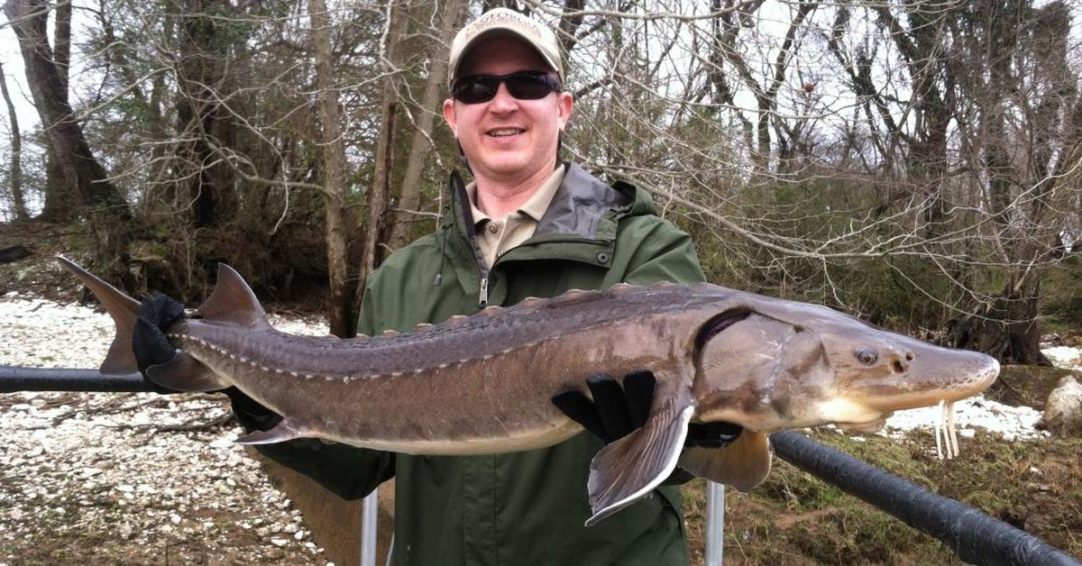 Pictures of Lake Sturgeon