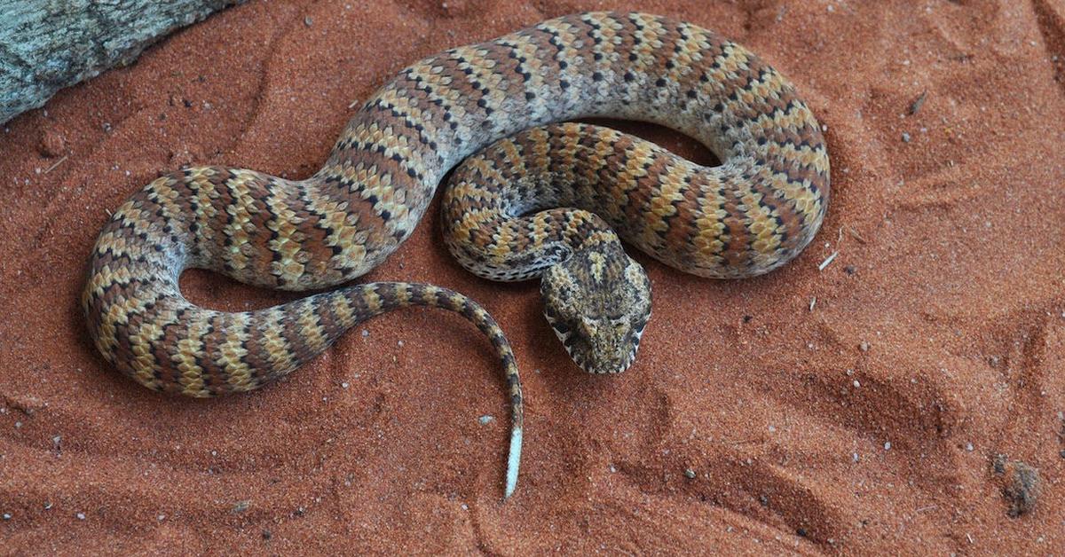 Pictures of Death Adder