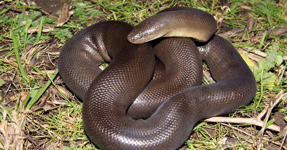 Pictures of Rubber Boa