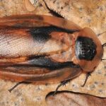 Pictures of Deaths Head Cockroach