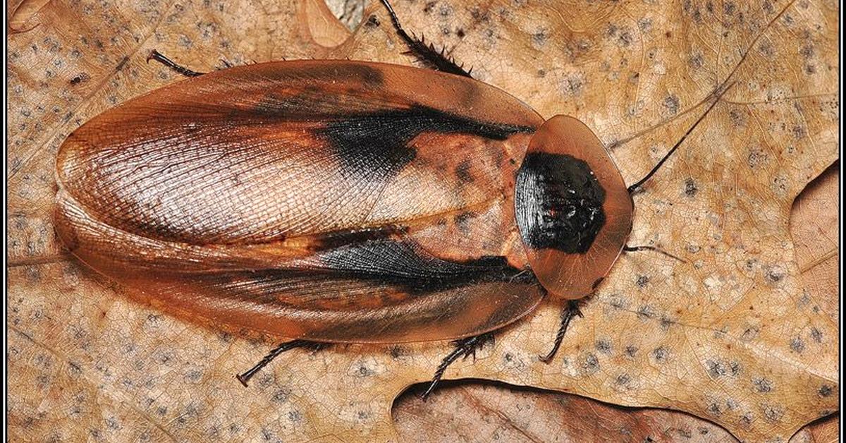 Pictures of Deaths Head Cockroach