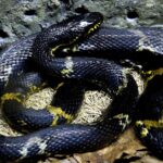 Pictures of Rat Snakes