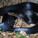 Pictures of Indigo Snake