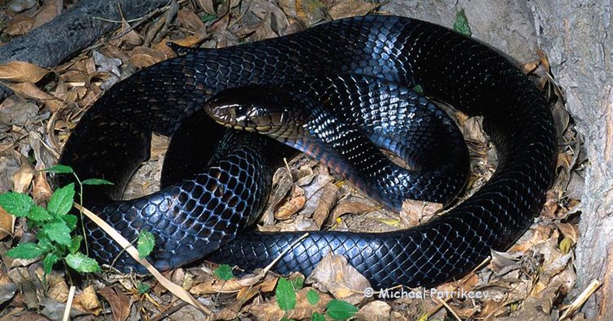 Pictures of Indigo Snake