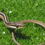 Pictures of Ribbon Snake