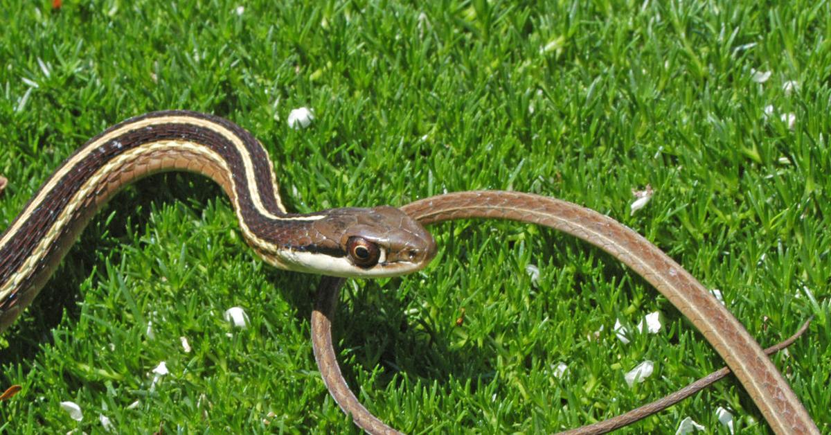 Pictures of Ribbon Snake