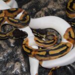 Pictures of Pied Ball Python