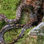 Pictures of Carpet Python