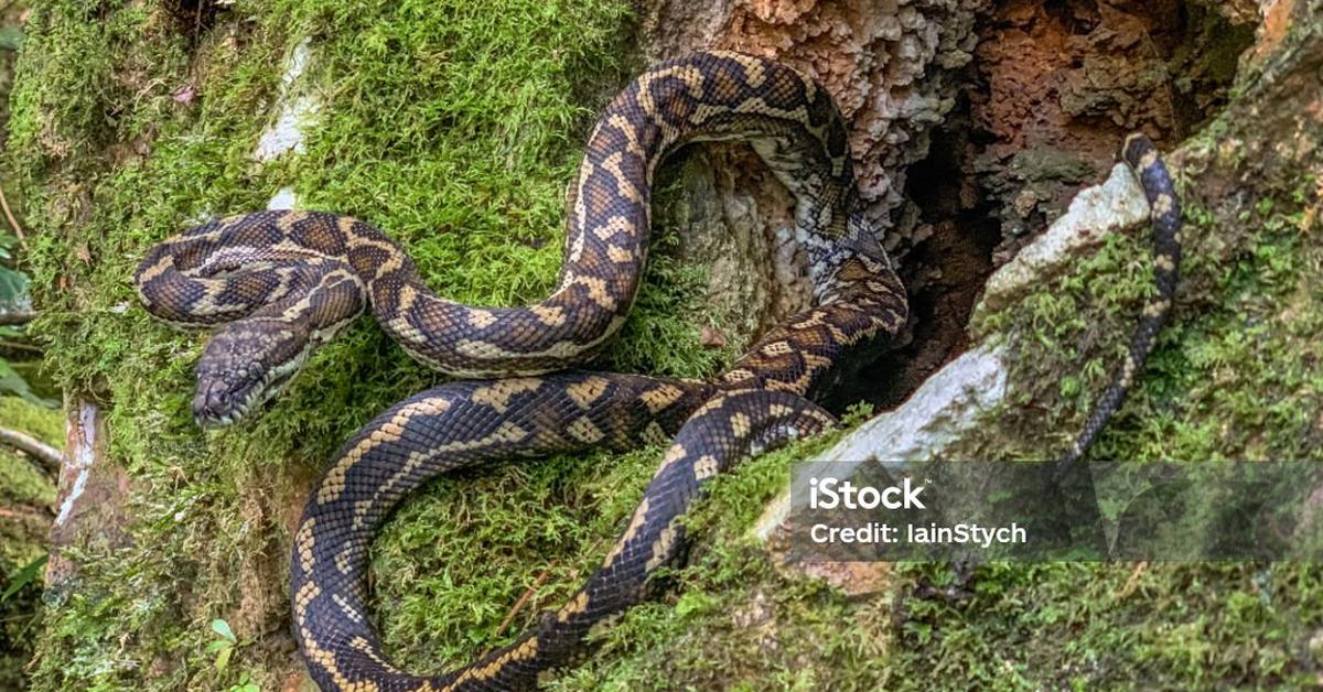 Pictures of Carpet Python