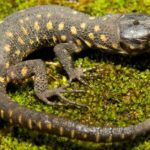 Pictures of Yellow Spotted Lizard