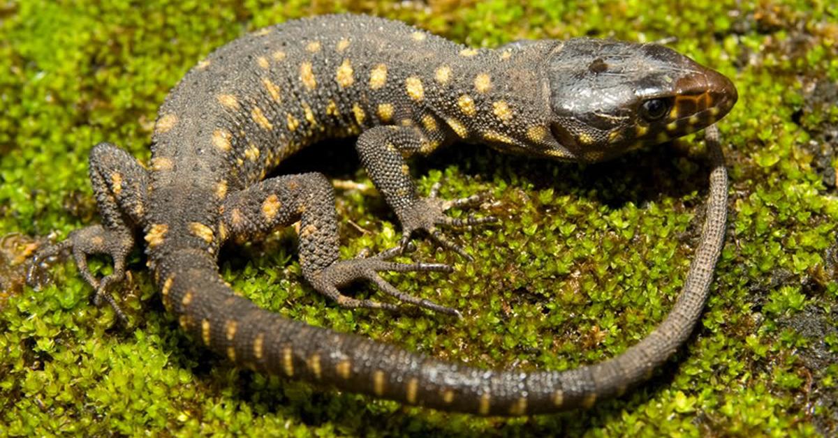 Pictures of Yellow Spotted Lizard