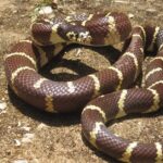 Pictures of King Snake