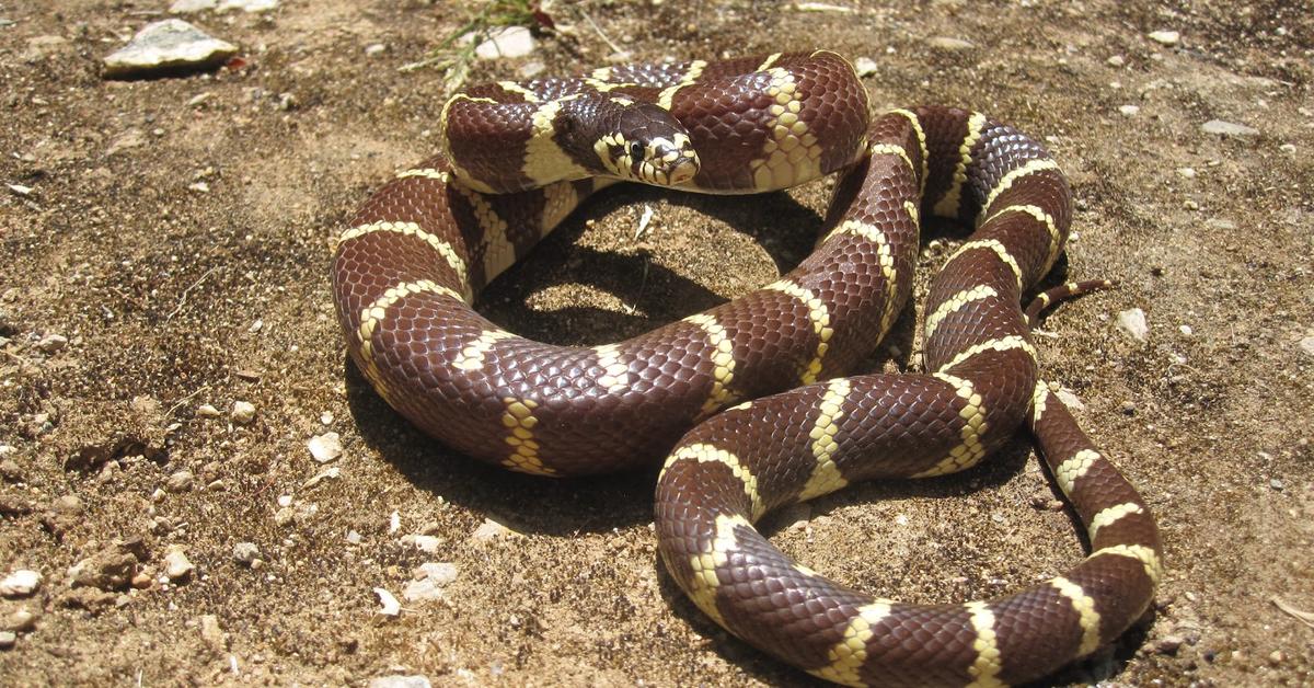 Pictures of King Snake