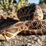 Pictures of Western Hognose Snake