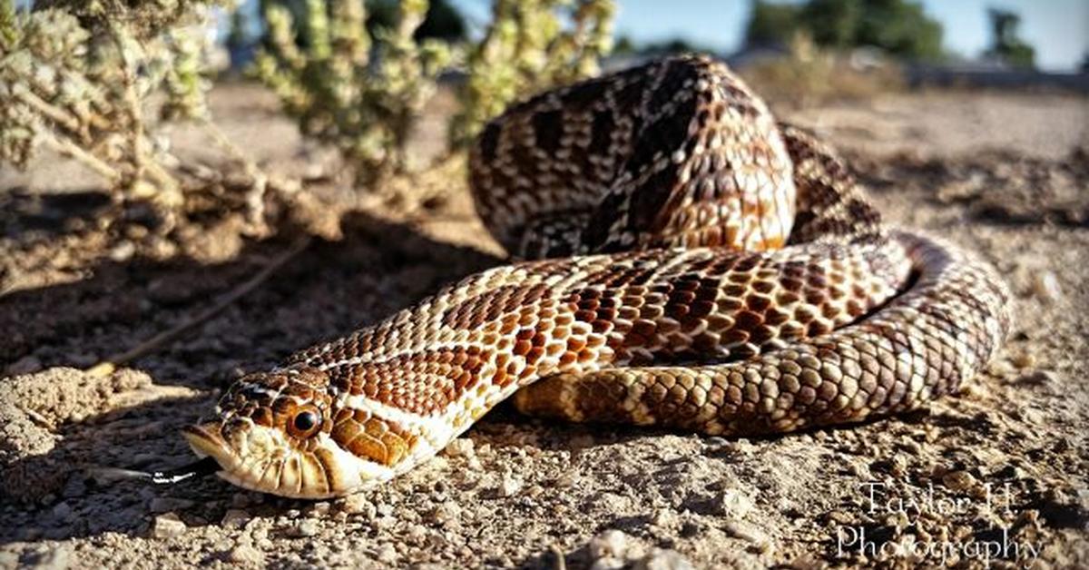 Pictures of Western Hognose Snake