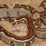 Pictures of Red Tail Boa