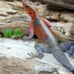 Pictures of Agama Lizard