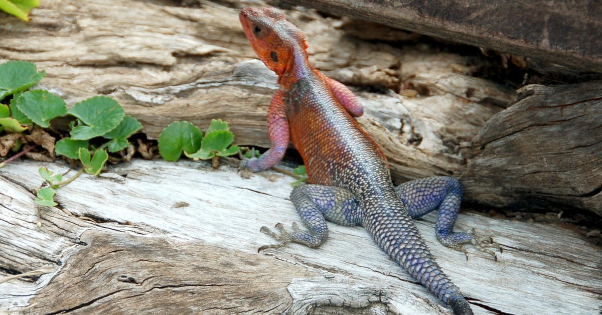 Pictures of Agama Lizard