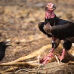 Pictures of Red-Headed Vulture