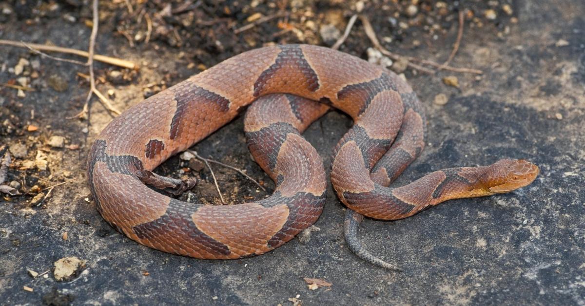 Pictures of Copperhead