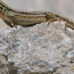 Pictures of Lazarus Lizard