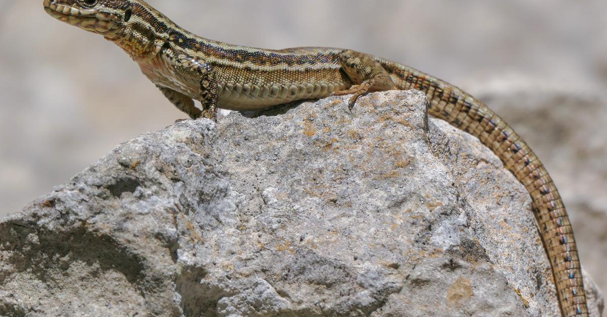 Pictures of Lazarus Lizard