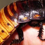 Pictures of Madagascar Hissing Cockroach