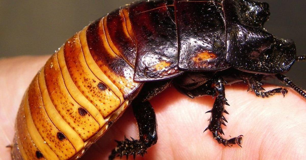 Pictures of Madagascar Hissing Cockroach