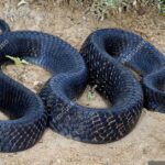 Pictures of Texas Indigo Snake