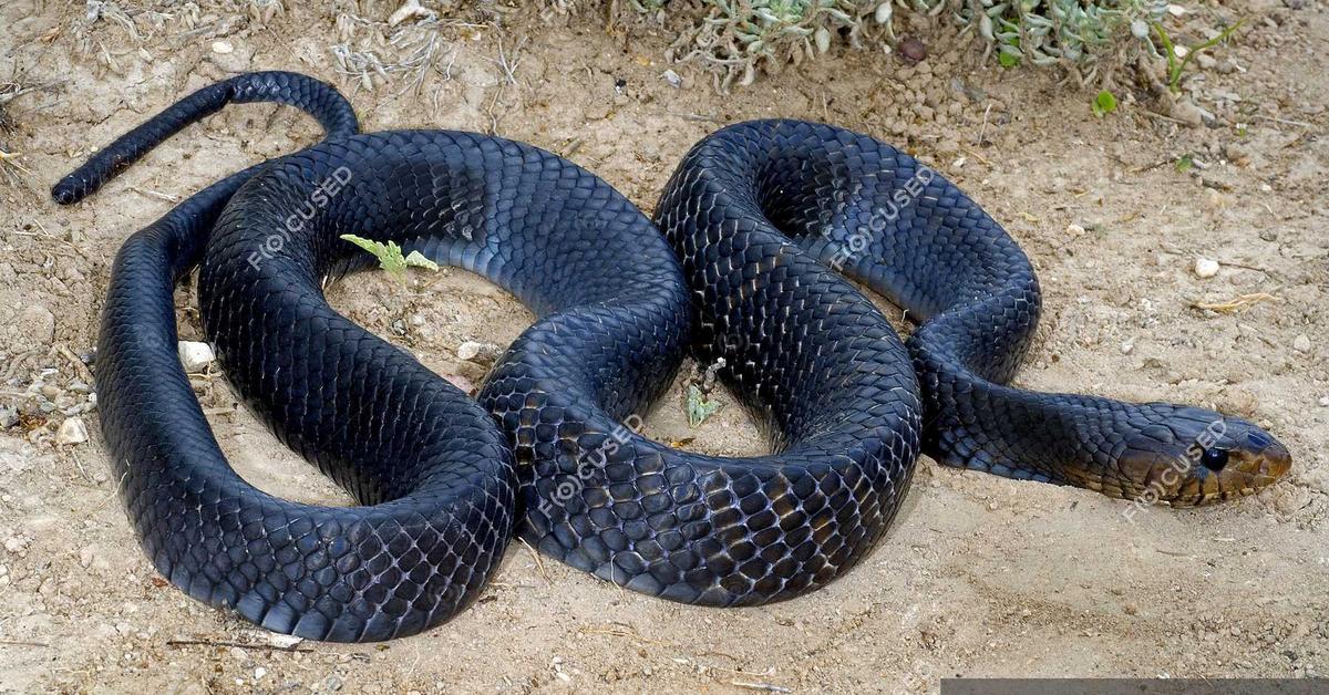 Pictures of Texas Indigo Snake