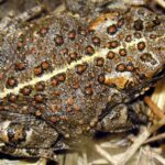 Pictures of Natterjack