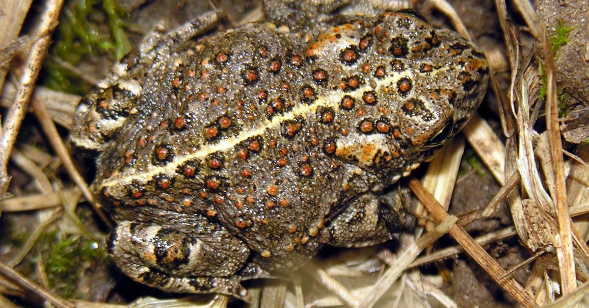 Pictures of Natterjack