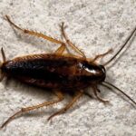 Pictures of German Cockroach