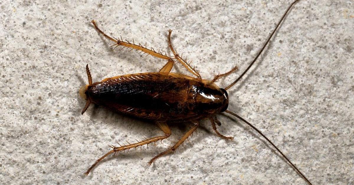 Pictures of German Cockroach