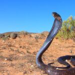 Pictures of Egyptian Cobra