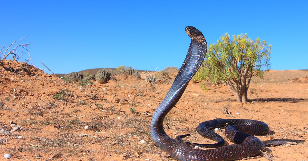 Pictures of Egyptian Cobra